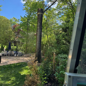 Tree & Landscaping services