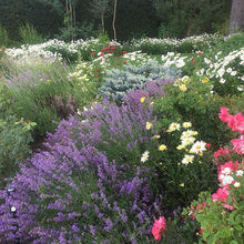 Perennial Garden
