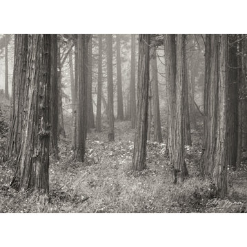 Fine Art Photograph, Pine Tree Grove 2 B&W, Fine Art Paper Giclee
