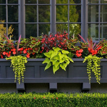 Window Box