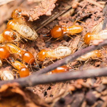 Soul City Termite Removal Experts