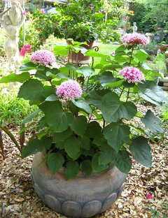 Image of Mexican hydrangea pot