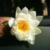 Joy Mitchell's photo