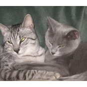 Kathy Strattons foto