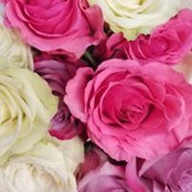 Cynthia Mitchell's photo