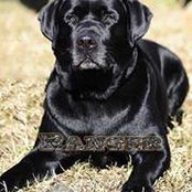 Photo de Ranger Canine