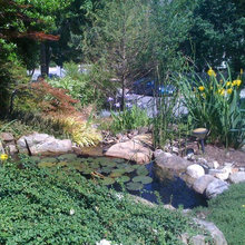 pond