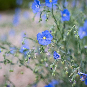 Blue Flax Blooms