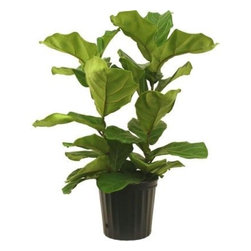 Delray Plants Ficus Pandurata Bush in 10-Inch Pot - Plants