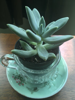 blue pot plants Agave Blue Glow