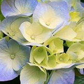SharShar Mathewson's photo