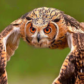 Abdulla AlDeeb's photo