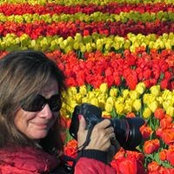 Foto di Rose Zen