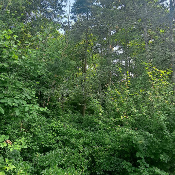 Tree Services