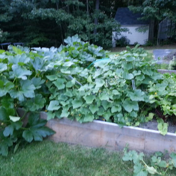 First year raised bed garden 4 feet wide by 35 linear feet long vegan organic