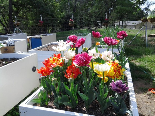 Try a Refrigerator Garden!