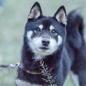 Kevin Yang's photo