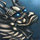 Ye Qing