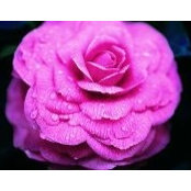 Beth Mac Lennan's photo