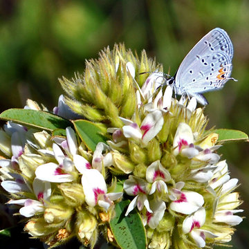 Round-Headed Bush Clover
