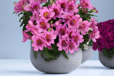 Lilian PBR - Princess Lilies - Alstroemeria | Gardeners Treasures
