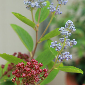 New Jersey Tea (Ceanothus)