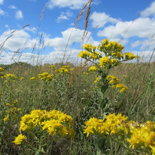 Goldenrod