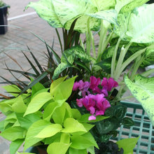 Plants and pots
