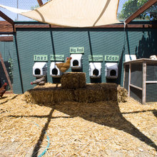 chicken house