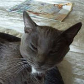 Liz McLaughlin's photo