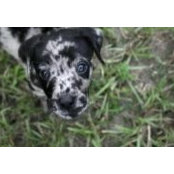 Justin Tints's photo