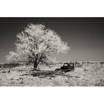 Fine Art Photograph, Truck & Tree, Fine Art Paper Giclee