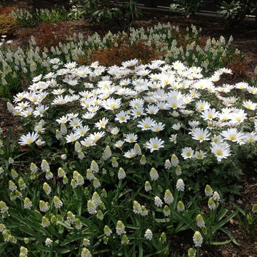 Spring Bulb Designs