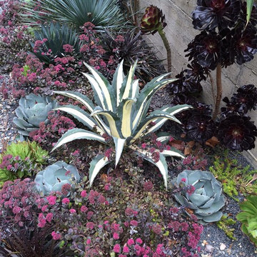 Kensington Succulent Paradise