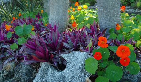 How Do I... Grow and Garnish with Edible Flowers?