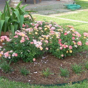 Drift Roses "Peach"