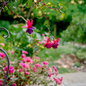 Fuchsia Blooms Framing the Garden