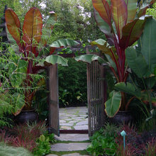 banana tree