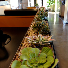 Indoor Planting