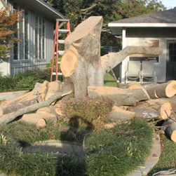 cut down a damaged tree service - Home Improvement