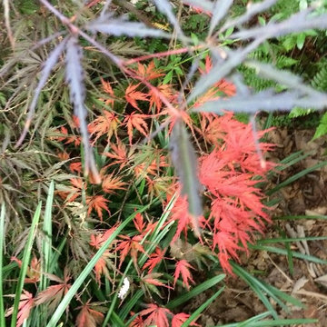 Elder Mountain Woodland Garden