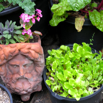 Vegetable variety | Artistry Landscaping Design