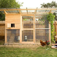 chickens
