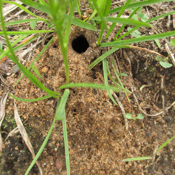 Colletes