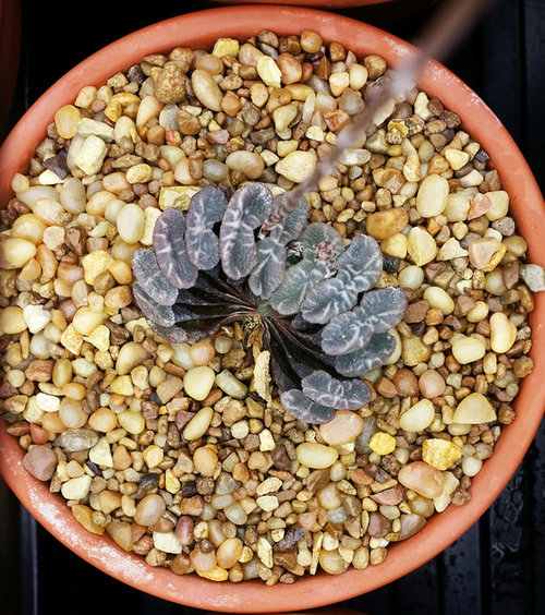 Budding succulents under lights