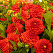 Rong Xu's photo