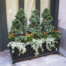 Containers and potted plants
