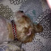 Foto von Smiley Lata