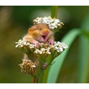 Susan Smith's photo