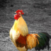 Luis O Perezs billede